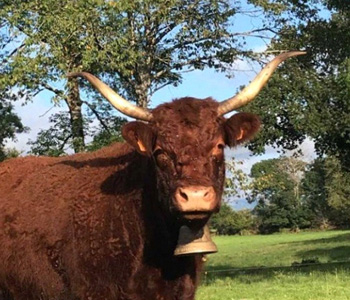 Négoce de bestiaux Limousin