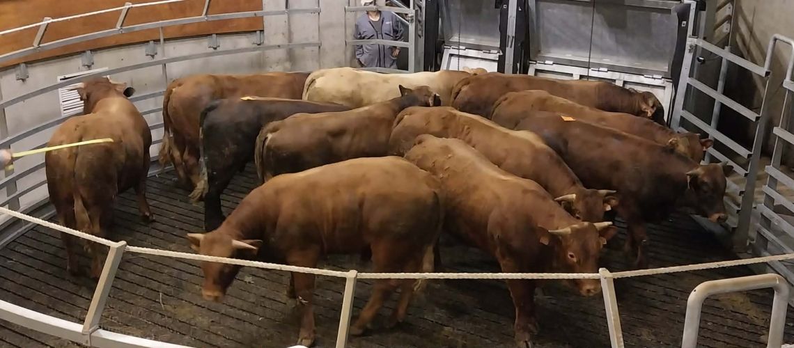 Annonces Marché du 28 Septembre 2026