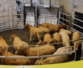 Annonces Marché du 02 Novembre 2026